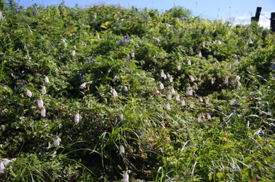 伊吹山のお花畑_c0151875_22521535.jpg