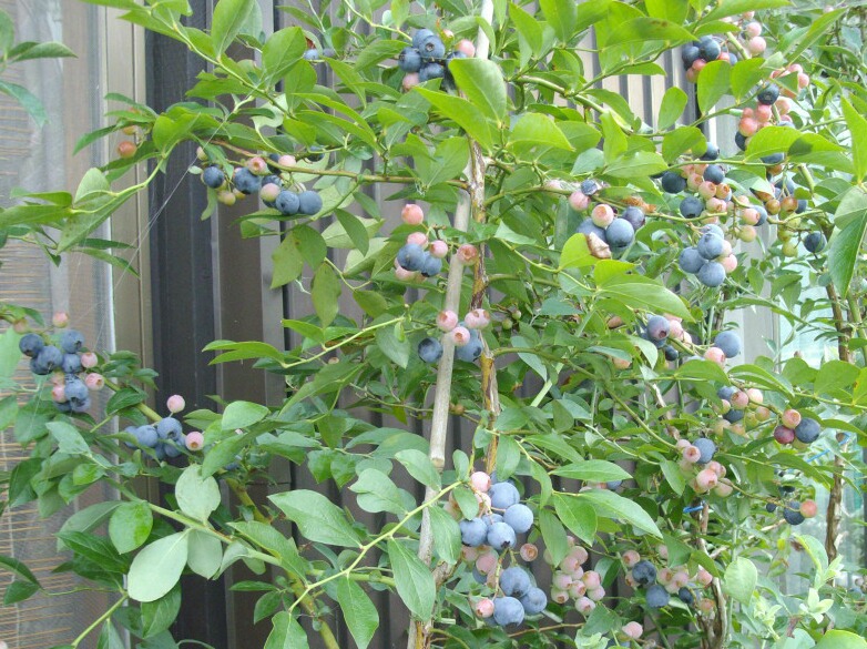 ラビットアイ系の生産性 ブルーベリーの育て方 栽培 ブルーベリー ノート Blueberrynote