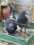 c0091294_1512592.jpg