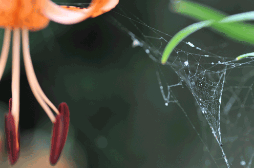 c0093046_7114460.gif