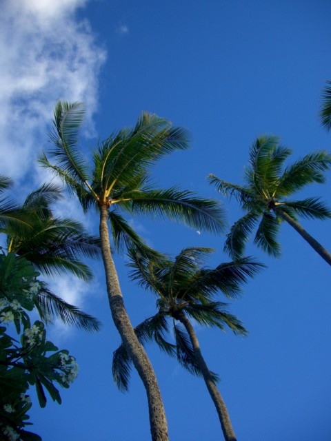 aloHawaii_e0126246_2159184.jpg