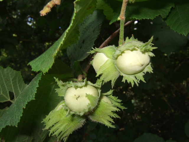 e0104154_63666.jpg