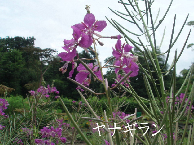 続・夏の北大植物園_f0074956_9114565.jpg