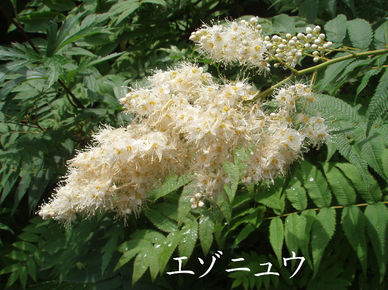 続・夏の北大植物園_f0074956_912121.jpg