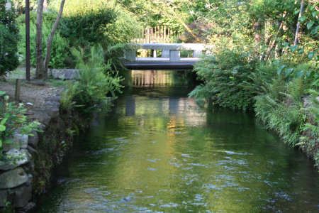 梅花藻（ばいかも）　滋賀県米原市醒ヶ井_d0097373_23154746.jpg