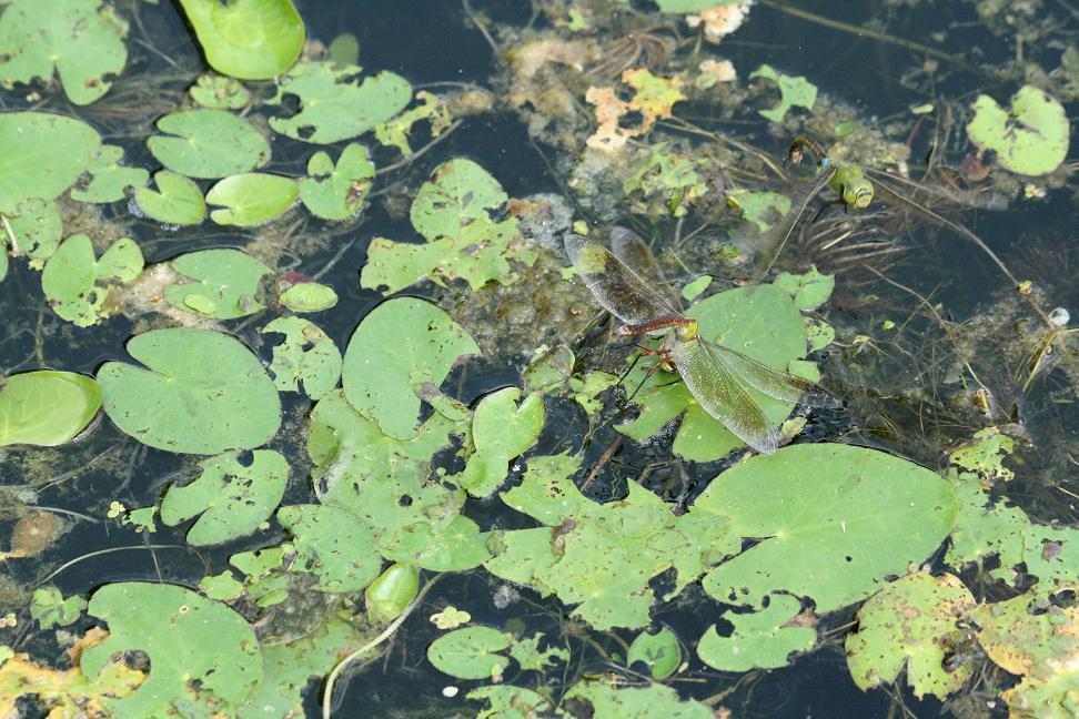 ギンヤンマ連続写真 国営武蔵丘陵森林公園(埼玉) _a0107574_635171.jpg