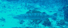 船上はともかく、水中は最高です!_f0144385_18502389.jpg