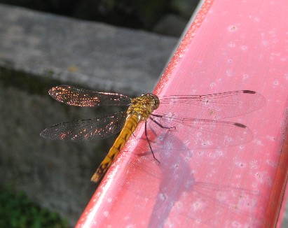 c0013687_18182848.jpg
