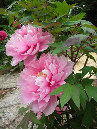 5月の花たち_c0128489_1417769.jpg
