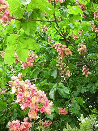5月の花たち_c0128489_1434737.jpg