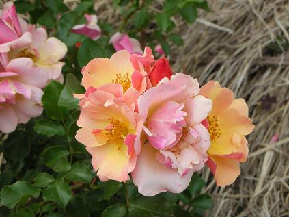 5月の花たち_c0128489_1462321.jpg