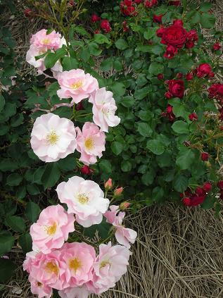 5月の花たち_c0128489_1465210.jpg