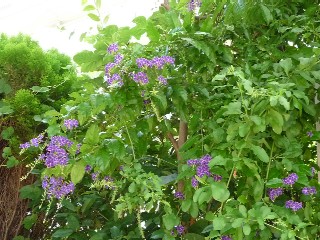 c0108693_8284534.jpg