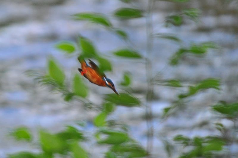 飛び出し・飛びつき_b0024798_45674.jpg