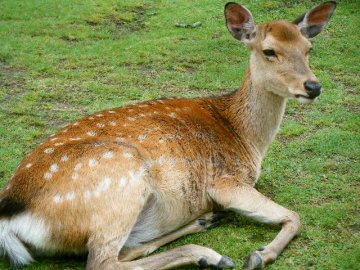 法華堂の「ほとけたちの世界」の1シーンを見る_f0120102_9234578.jpg