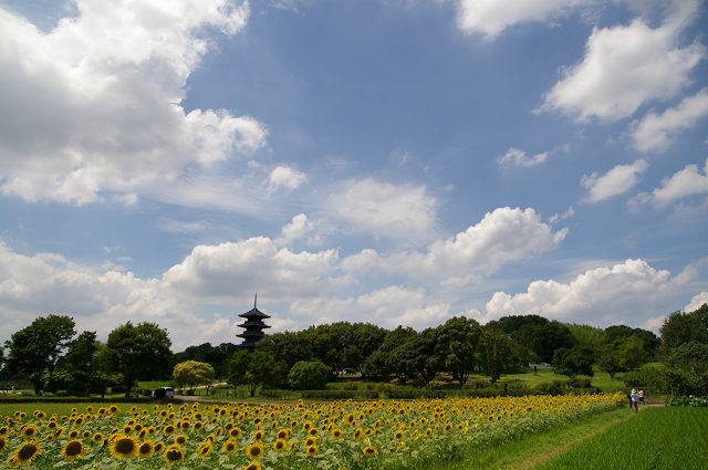 7月17日のひまわり_e0074308_2020162.jpg