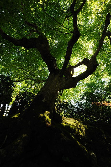 青葉色の嵐山~嵯峨野歩き 其の三_f0032011_19581294.jpg