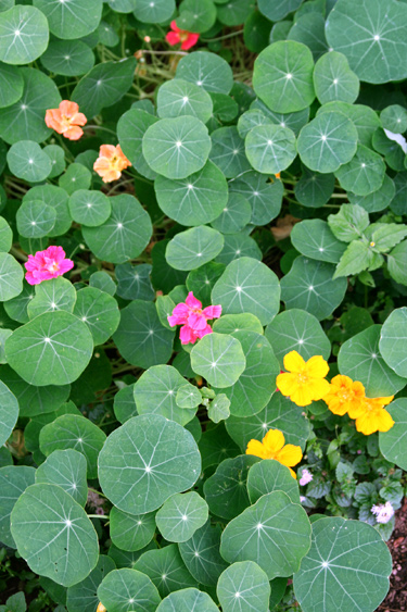 Nasturtium_f0099114_928473.jpg