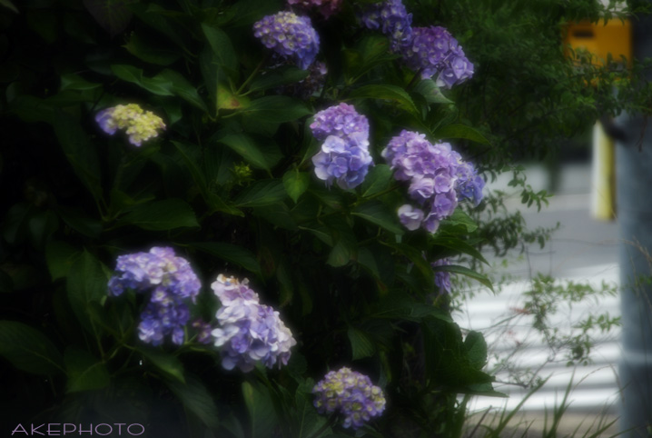 まだ元気な紫陽花（＾＾）v _e0127416_1525181.jpg