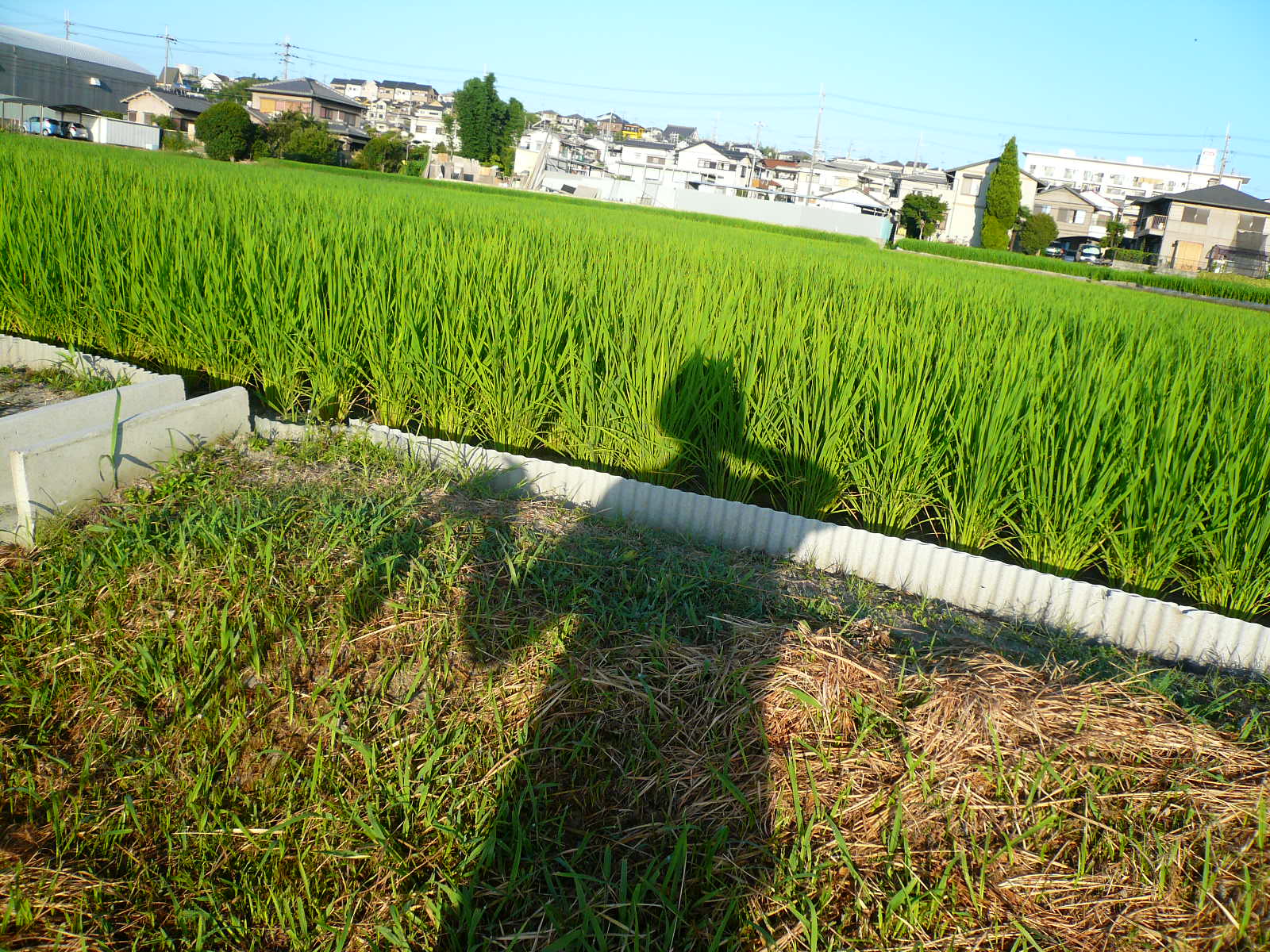 f0163920_91178.jpg