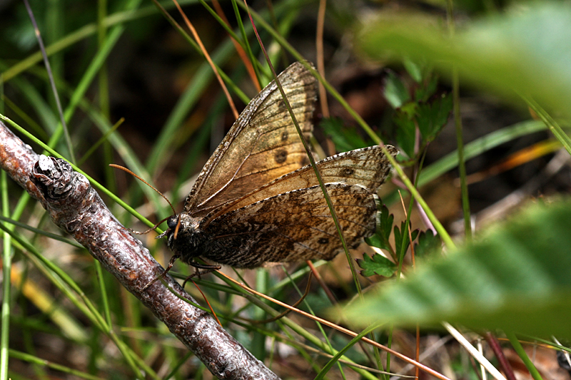 d0054625_2335641.jpg