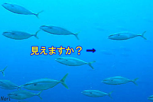 食物連鎖で「マグロ」が見られる日本海。_b0044726_16103334.jpg