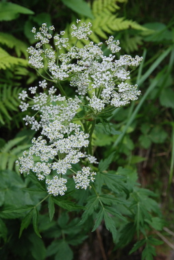 裏銀座コース・雲の平で出会った高山植物（２）　　_a0094730_17283914.jpg