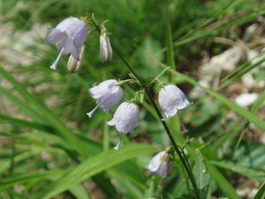 初秋の白馬・下の廊下で出会った花　　_a0094730_1813513.jpg