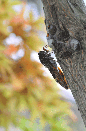 c0093046_1073547.gif