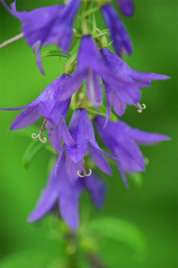 ソバナ 岨菜 花言葉 清らかな愛ー 自然を撮る 花と木 自然を撮る 植物編