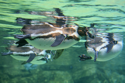 涼しさ便り・海の生物写真_a0086851_12503.jpg