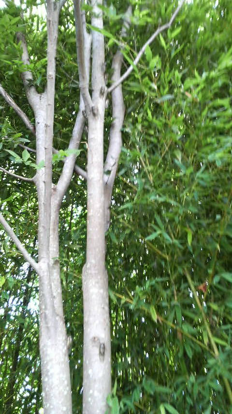 c0147261_20492086.jpg