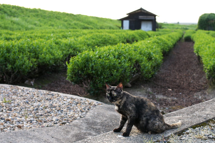 「茶畑小屋の周辺」_b0108969_21145248.jpg