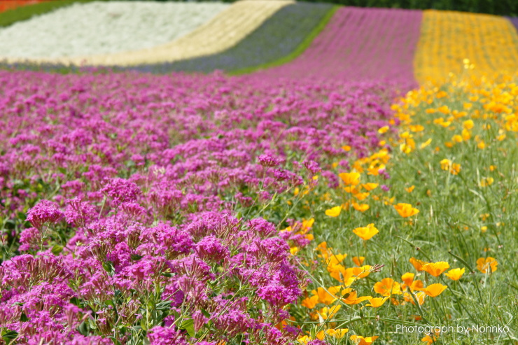 花の富良野・空の美瑛_c0106977_932102.jpg