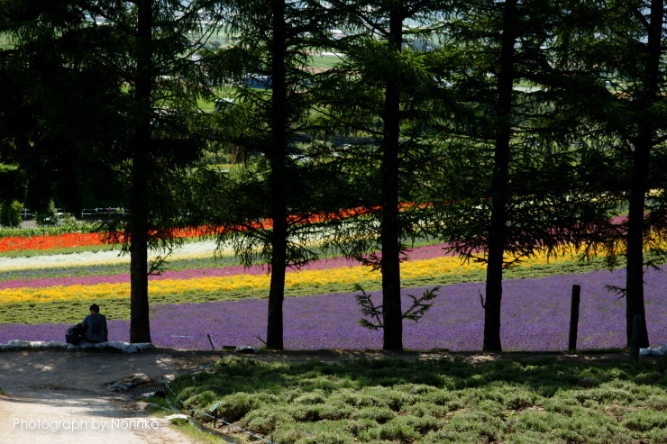 花の富良野・空の美瑛_c0106977_9323581.jpg