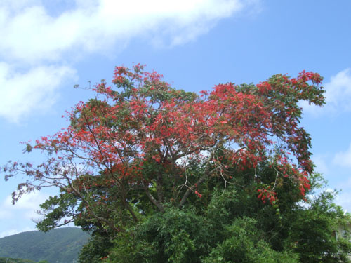 真夏の紅葉_e0028387_101833.jpg