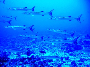 海底に沈んだ伝説の島、シピンに潜った!_a0043520_402229.jpg
