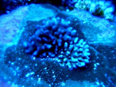 海底に沈んだ伝説の島、シピンに潜った!_a0043520_4103348.jpg