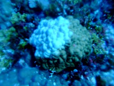 海底に沈んだ伝説の島、シピンに潜った!_a0043520_4112566.jpg