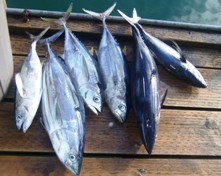 海底に沈んだ伝説の島、シピンに潜った!_a0043520_415523.jpg