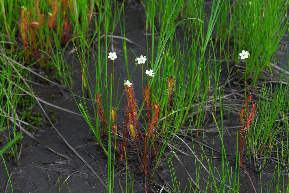 尾瀬　夏の花図鑑・・・モウセンゴケの花_a0031821_755076.jpg