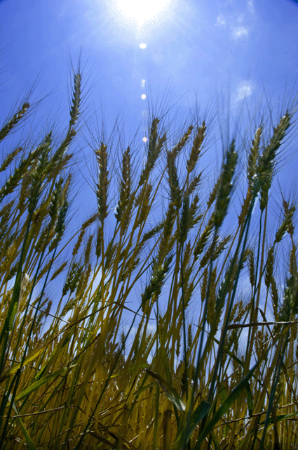 d0019422_13211027.gif