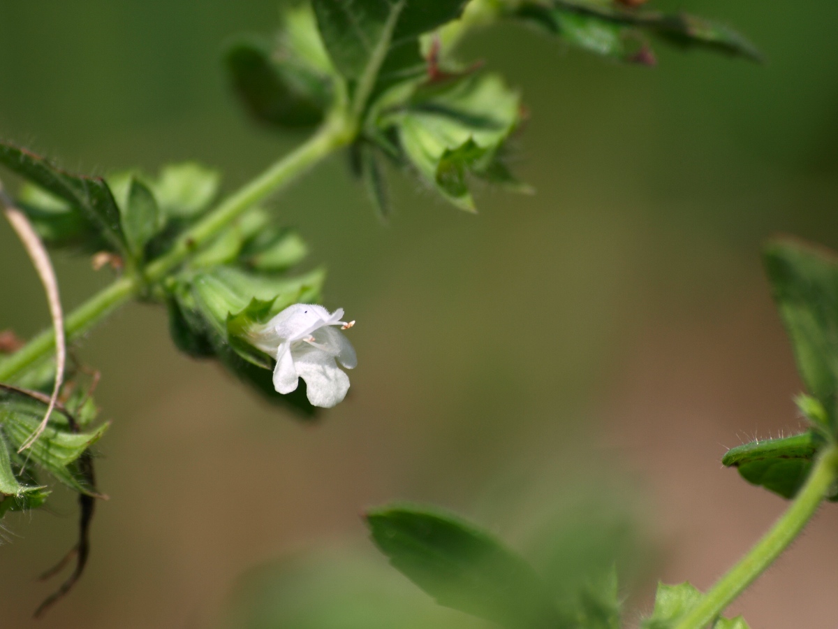 レモンバームの花_d0149238_21482481.jpg