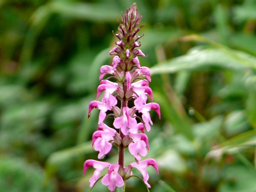 高山植物のアレコレ・①・・・・・赤岳・コマクサ平_f0000866_5214771.jpg