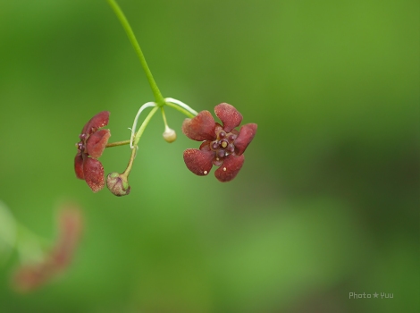 白馬（6）・・・栂池自然園2_b0078874_120128.jpg