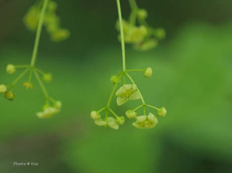 白馬（6）・・・栂池自然園2_b0078874_1275392.jpg