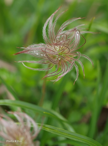 白馬（6）・・・栂池自然園2_b0078874_1281693.jpg