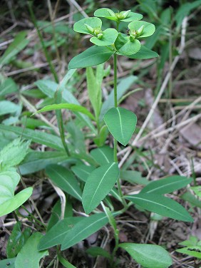 タカトウダイ(高灯台、高燈台)_c0085874_042134.jpg