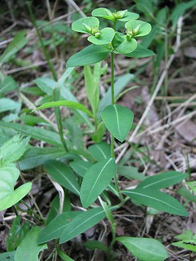 タカトウダイ（高灯台、高燈台）_c0085874_042134.jpg