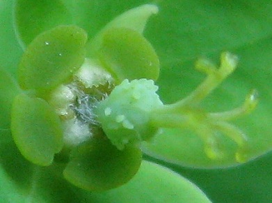 タカトウダイ(高灯台、高燈台)_c0085874_074112.jpg
